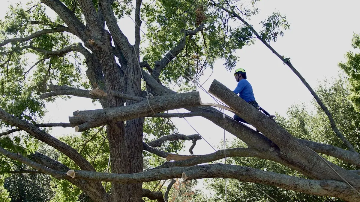 Professional Crown Thinning performed by certified arborists in Gazelle