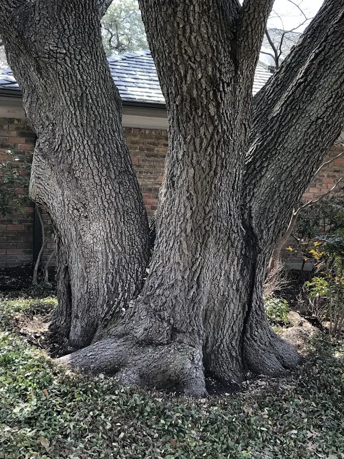 Mature heritage tree close to a Gazelle property cared for by certified arborists